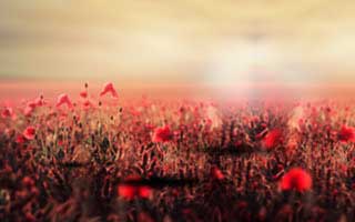 Firo: The Data Breakdown